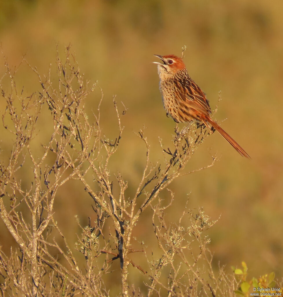 Cape Grassbirdadult