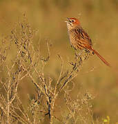 Cape Grassbird