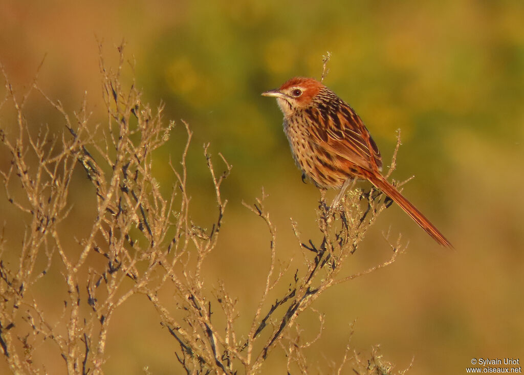 Cape Grassbirdadult