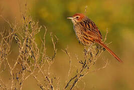 Cape Grassbird