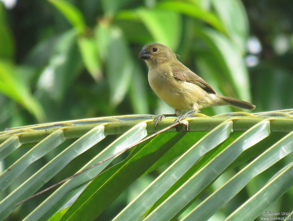 Wing-barred Seedeater female adult