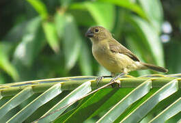 Wing-barred Seedeater