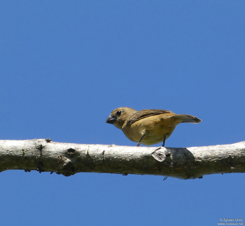 Wing-barred Seedeater female adult