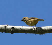 Wing-barred Seedeater