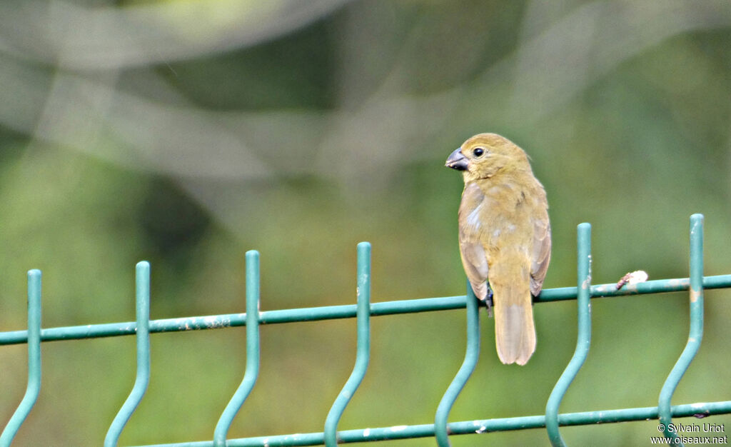 Sporophile à ailes blanches femelle adulte