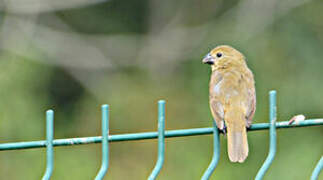 Wing-barred Seedeater