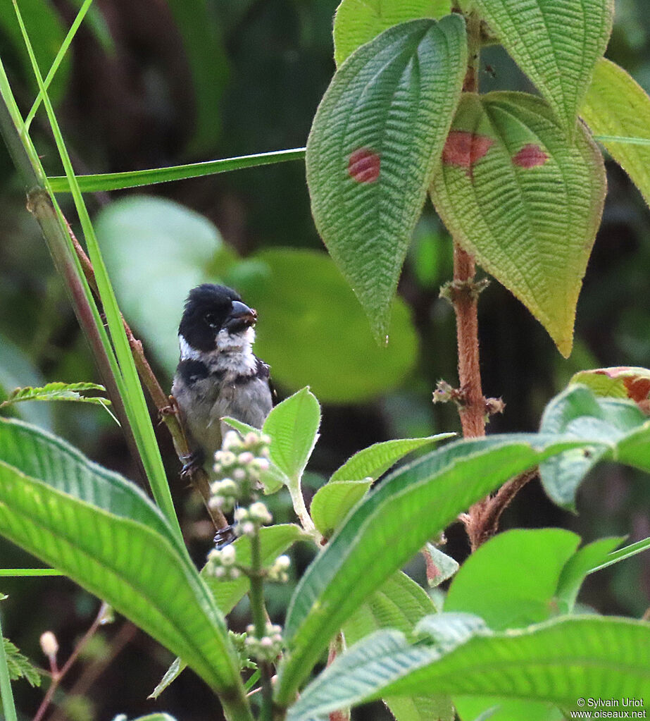 Wing-barred Seedeater male adult