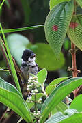 Wing-barred Seedeater