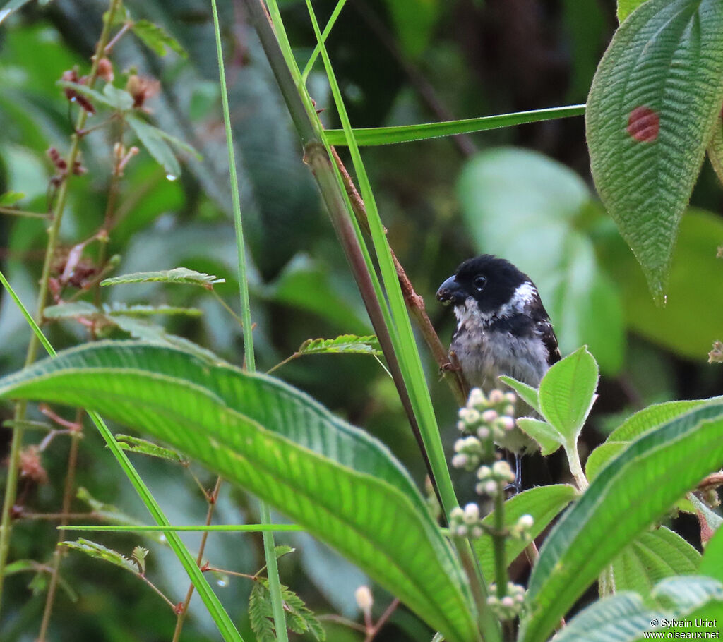 Wing-barred Seedeater male adult