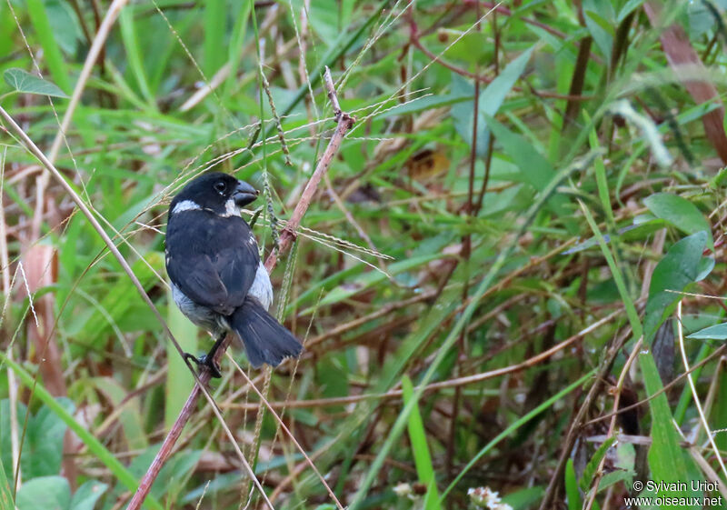 Wing-barred Seedeater male adult
