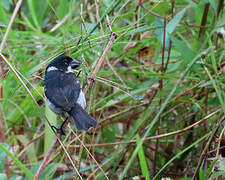 Wing-barred Seedeater