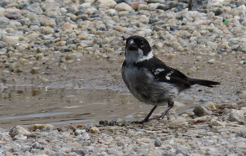 Wing-barred Seedeater male adult