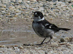 Wing-barred Seedeater