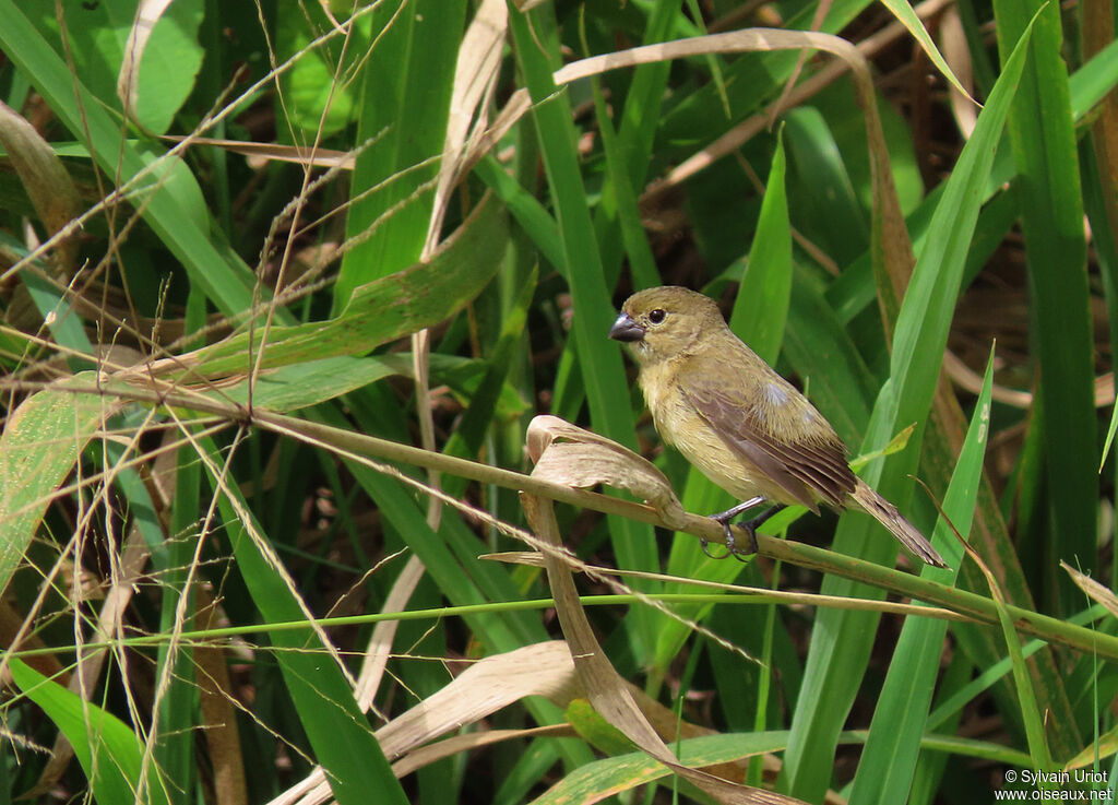 Sporophile à ailes blanches femelle adulte