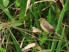 Wing-barred Seedeater