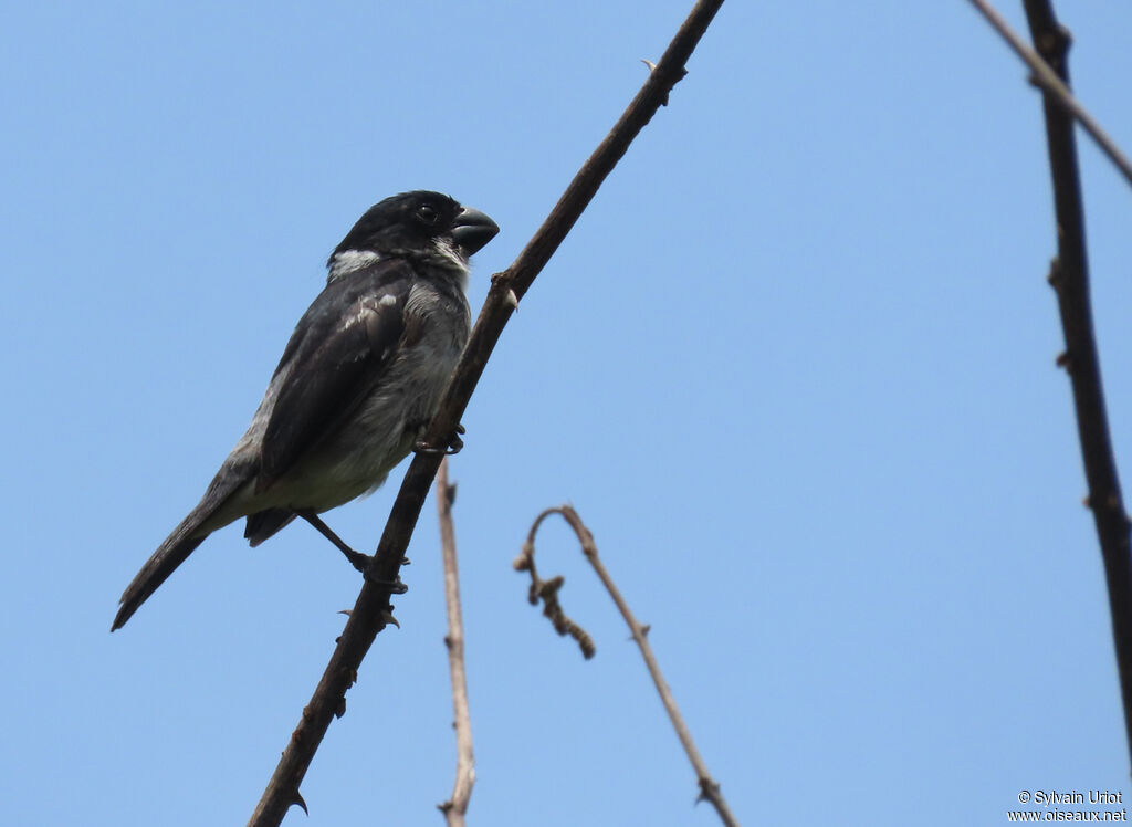 Wing-barred Seedeater male adult