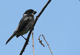 Wing-barred Seedeater