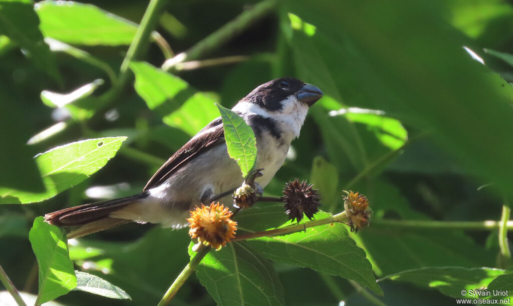 Sporophile à ailes blanches mâle adulte