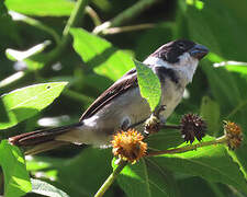 Wing-barred Seedeater