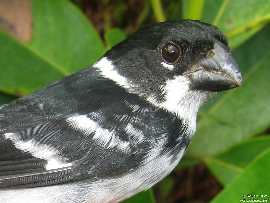 Wing-barred Seedeater male adult