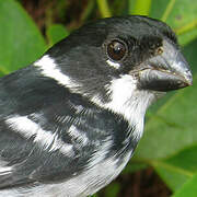 Wing-barred Seedeater