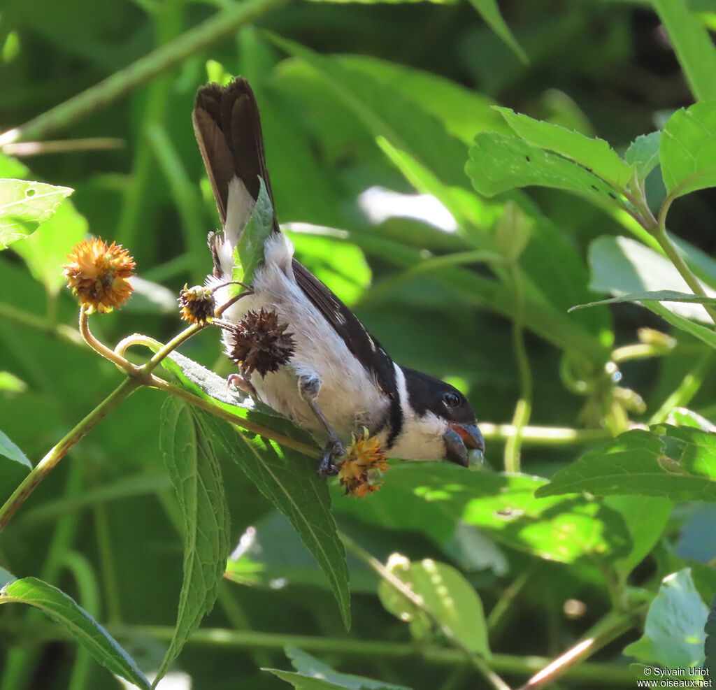 Wing-barred Seedeater male adult