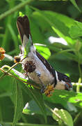 Wing-barred Seedeater