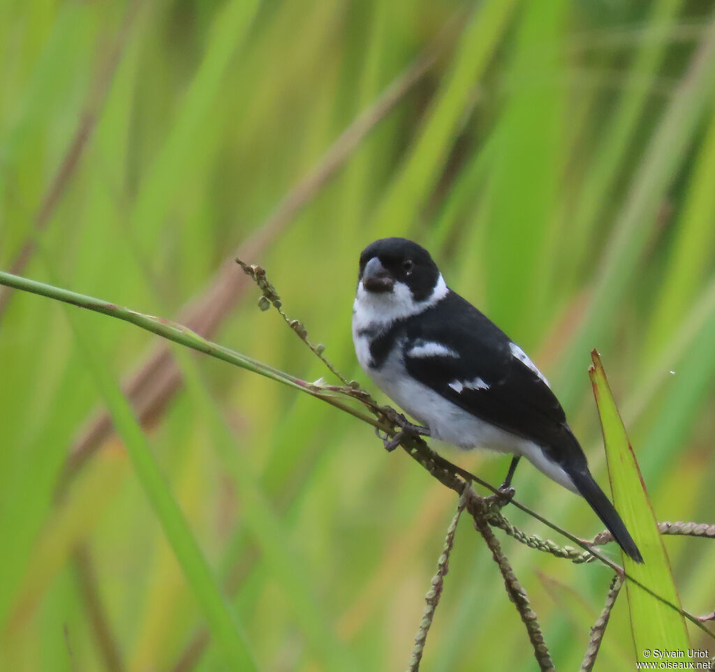 Sporophile à ailes blanches mâle adulte