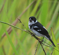 Wing-barred Seedeater