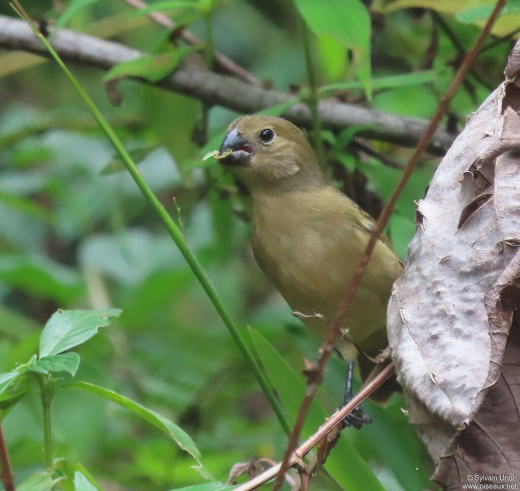 Wing-barred Seedeater female adult