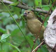 Wing-barred Seedeater