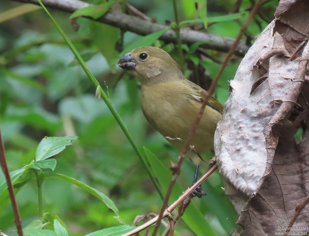 Wing-barred Seedeater female adult