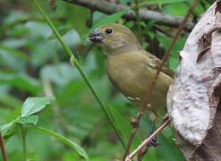 Wing-barred Seedeater