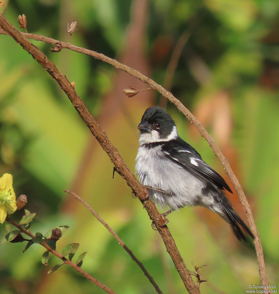 Wing-barred Seedeater male adult