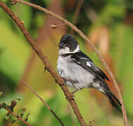 Wing-barred Seedeater