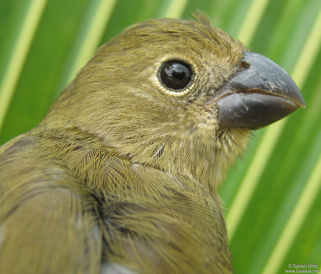 Wing-barred Seedeater female adult