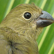 Wing-barred Seedeater