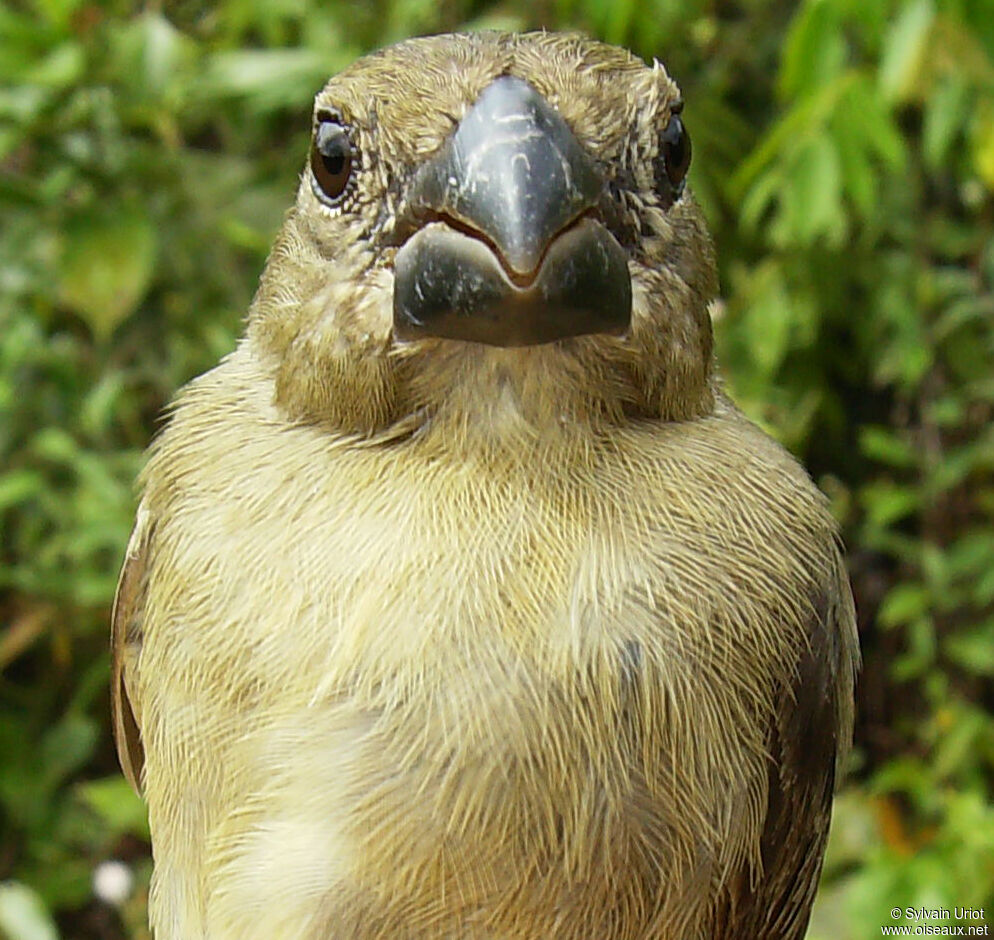 Sporophile à ailes blanches femelle adulte