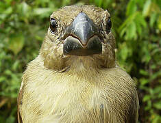 Wing-barred Seedeater