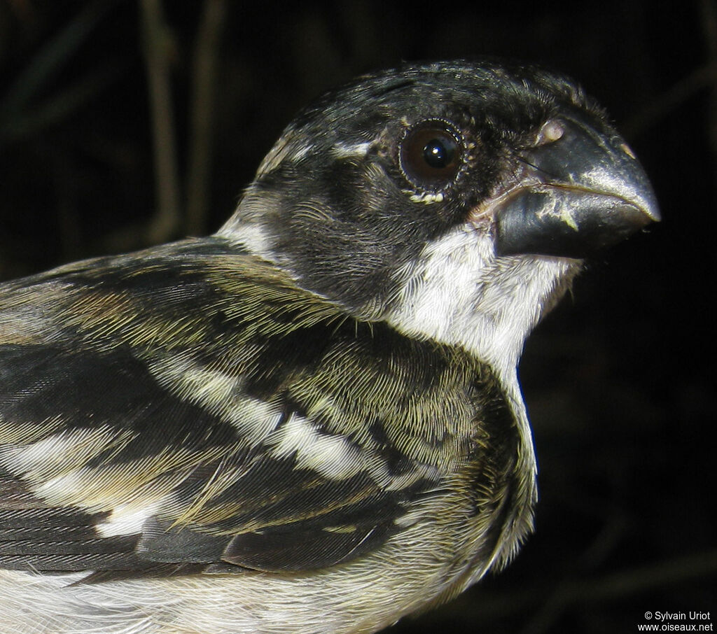 Wing-barred Seedeater male immature