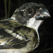 Wing-barred Seedeater