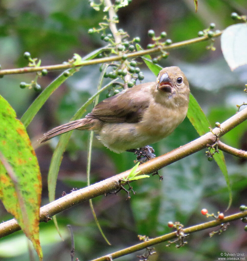 Sporophile à ailes blanches femelle adulte