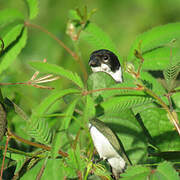 Wing-barred Seedeater