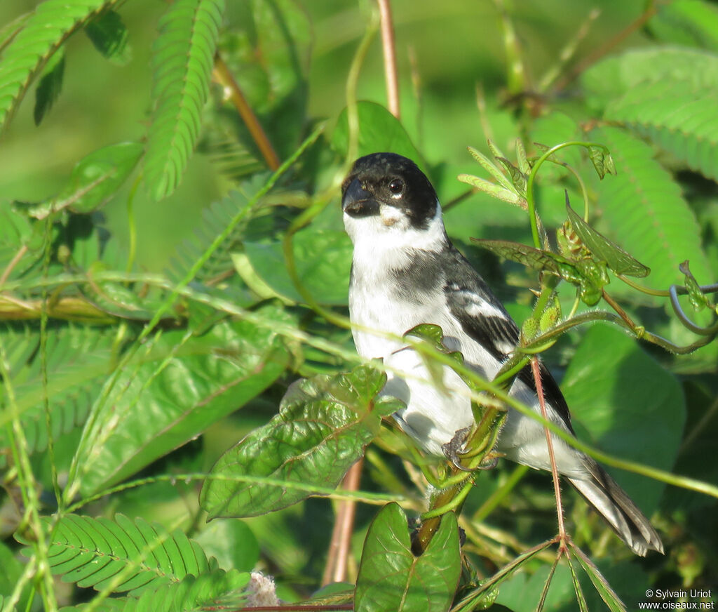 Wing-barred Seedeater male adult