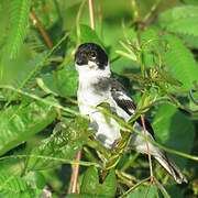 Wing-barred Seedeater