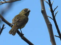 Wing-barred Seedeater