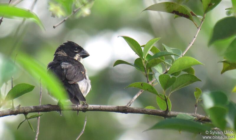 Wing-barred Seedeater male subadult