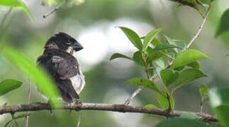 Wing-barred Seedeater