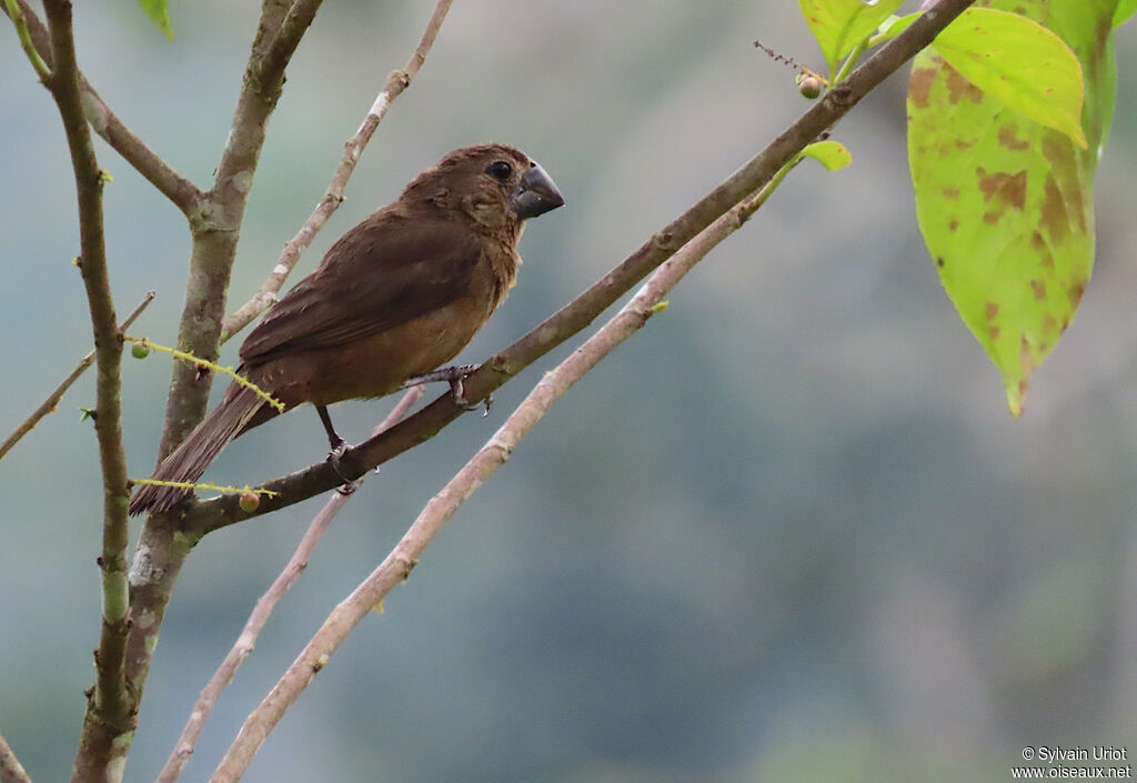 Black-billed Seed Finch female adult