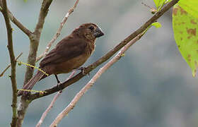 Black-billed Seed Finch